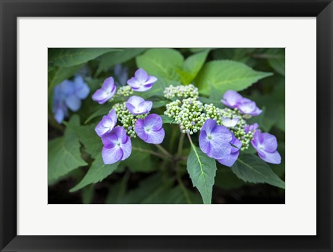 Framed Blue Lacecap Hydrangea Print