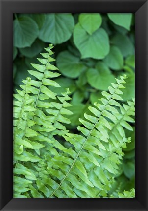 Framed Boston Fern Print