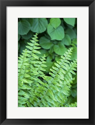 Framed Boston Fern Print