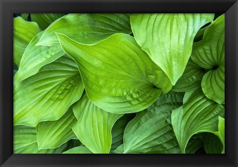 Framed Hosta Plant Print