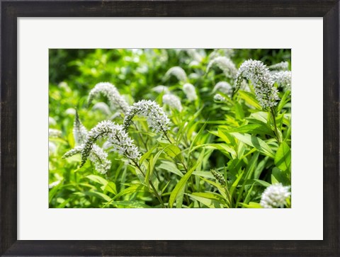 Framed Gooseneck Yellow Loosestrife Print