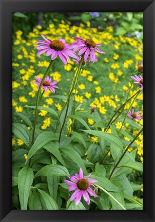 Framed Purple Coneflower Print