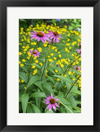 Framed Purple Coneflower Print