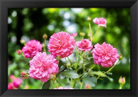 Framed Pink Ever-Blooming Rose Bush Print