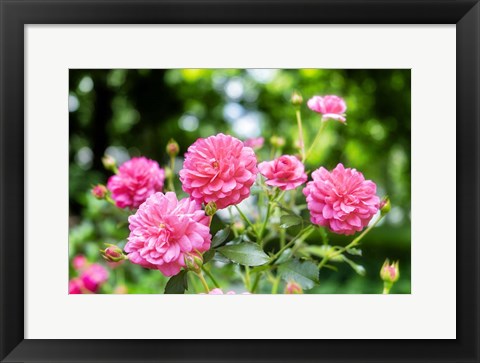 Framed Pink Ever-Blooming Rose Bush Print