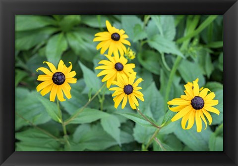 Framed Black-Eyed Susan Print