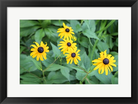 Framed Black-Eyed Susan Print