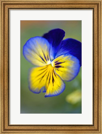 Framed Blue And Yellow Pansy Print