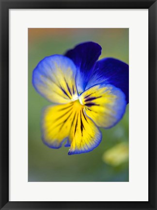 Framed Blue And Yellow Pansy Print