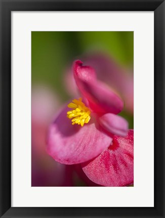 Framed Pink Begonia Print