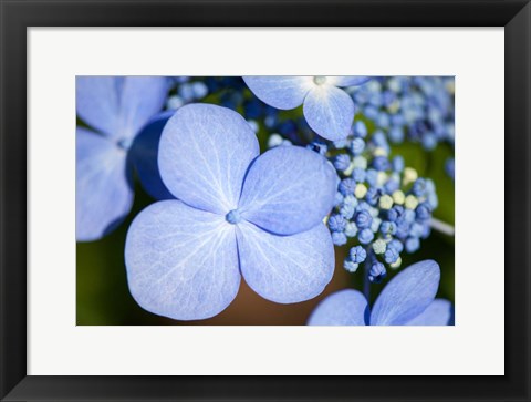 Framed Blue Lacecap Hydrangea Print