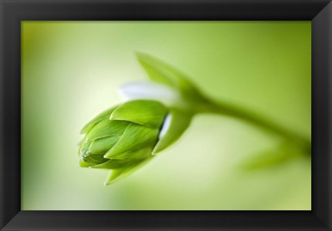 Framed Hosta Flower Bud Print