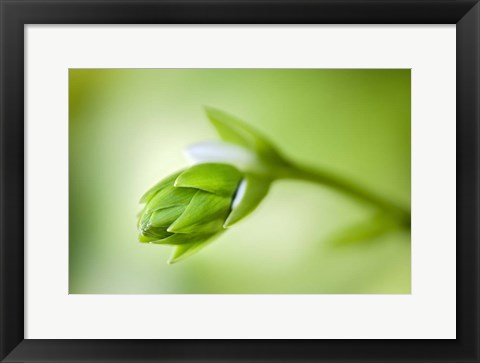 Framed Hosta Flower Bud Print