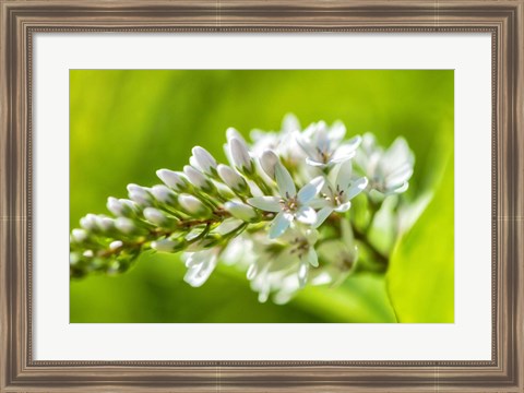 Framed Gooseneck Yellow Loosestrife Print