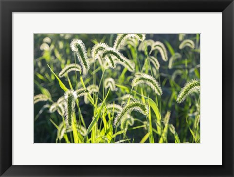 Framed Plumes Of Grass Rimmed In Light Print