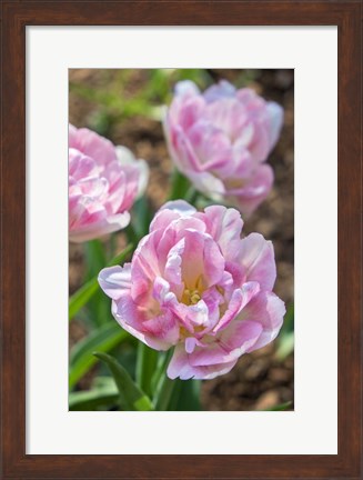 Framed Pink Double Tulips Print