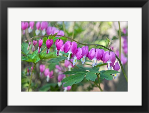 Framed Bleeding Heart Print