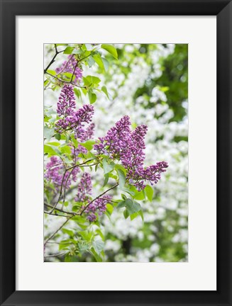 Framed Budding Lilac Bush Print