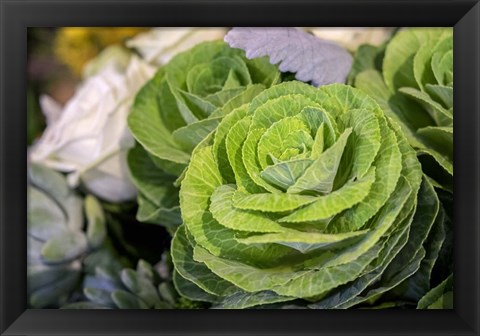 Framed Ornamental Cabbage In A Flower Arrangement Print