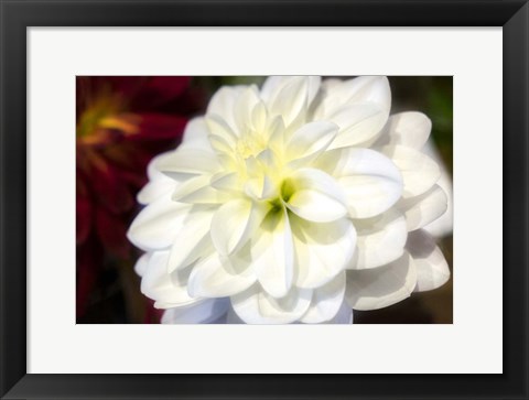 Framed White Dahlia Print