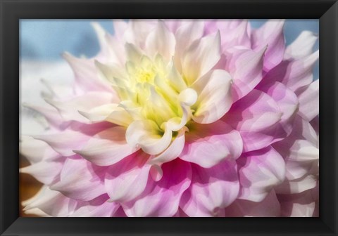 Framed Pink And White Dahlia, Gitts Perfection Print