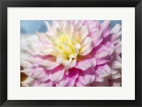 Framed Pink And White Dahlia, Gitts Perfection Print