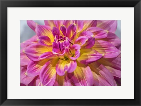 Framed Pink And Yellow Dahlia, Kidd&#39;s Climax Print