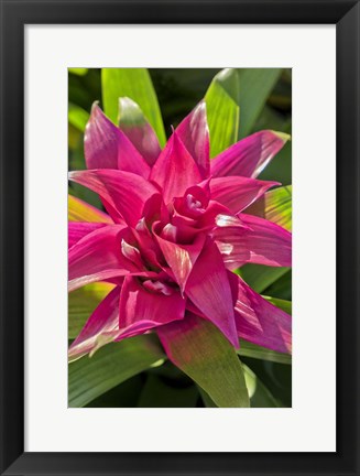 Framed Bromeliad Print