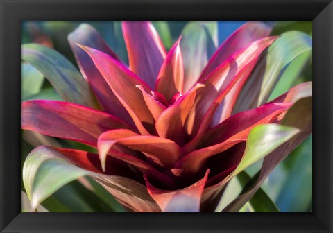 Framed Red And Green Bromeliad Print