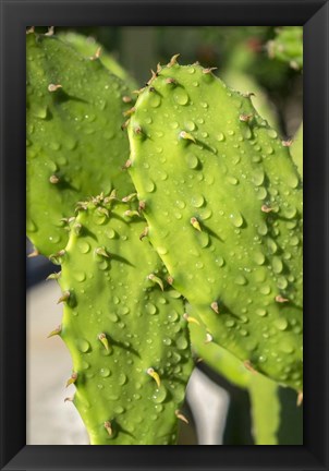 Framed Prickly Pear Cactus Print