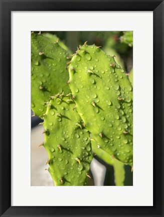 Framed Prickly Pear Cactus Print