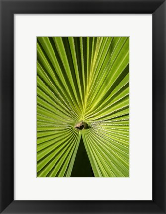 Framed Fan Palm Print