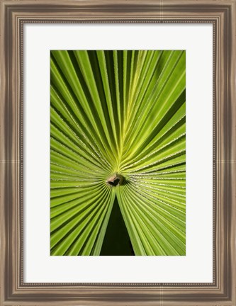 Framed Fan Palm Print