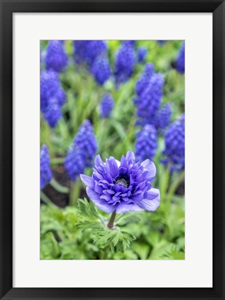 Framed Purple Anemone Print