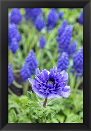 Framed Purple Anemone Print