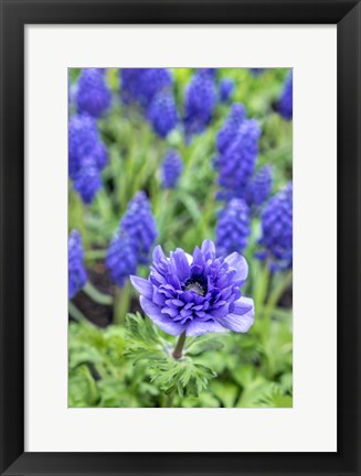 Framed Purple Anemone Print