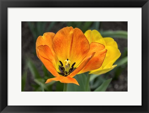 Framed Orange Tulip And Double Daffodil Print