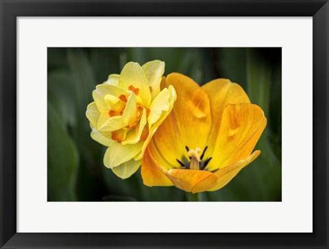 Framed Orange Darwin Hybrid Tulip And Double Daffodil Print