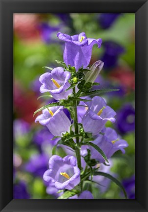 Framed Campanula, Canterbury-Bells Print