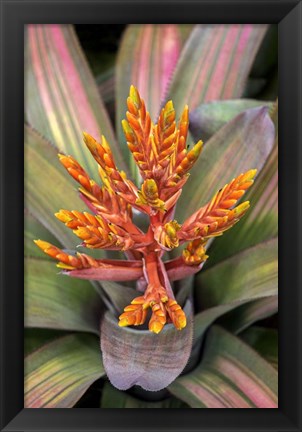 Framed Orange Aechmea Print