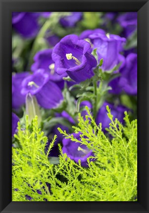 Framed Campanula, Canterbury-Bells Print