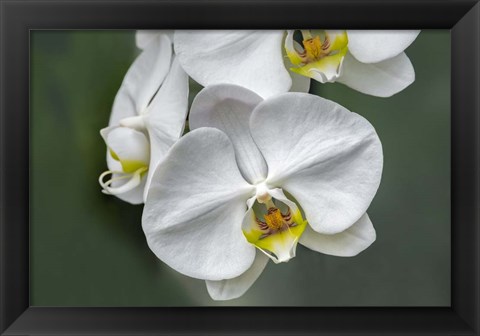 Framed White Orchid Print