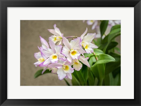 Framed Apple Blossom, Iwanagara Orchid Print