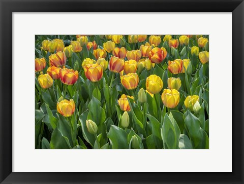 Framed Beauty Of Spring Darwin Hybrid Tulip Print