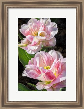 Framed Pink Double Early Tulip Print