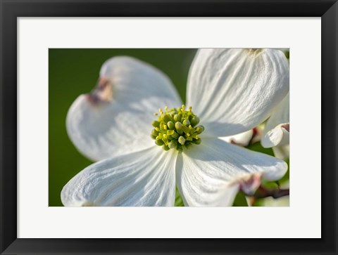 Framed White Dogwood Flowers Print