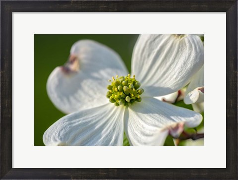 Framed White Dogwood Flowers Print