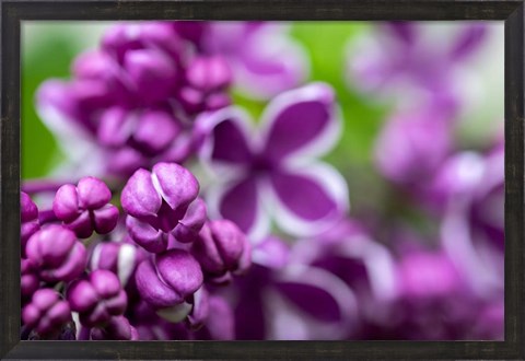 Framed Purple Lilac Print