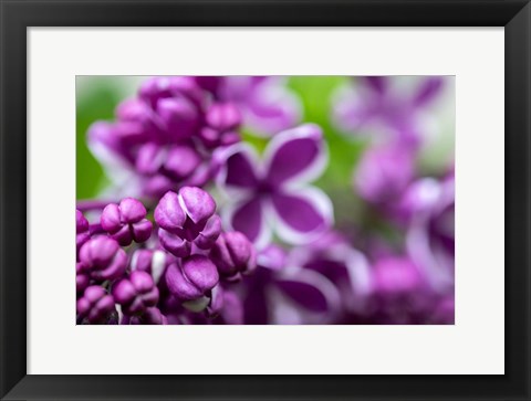 Framed Purple Lilac Print