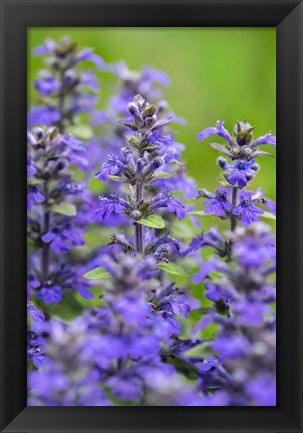 Framed Salvia Officinalis, Common Sage Print